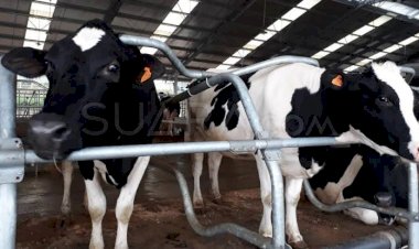 Lewat Aplikasi, Goopo Tawarkan Investasi Ternak Domba dan Sapi