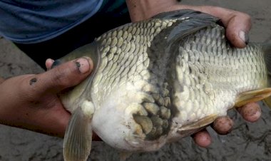 Viral Pemancing Garut Dapat Ikan Aneh Berkepala Satu-Badan Dua