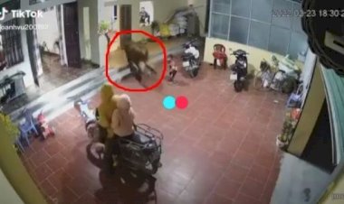 Bikin Heboh, Sapi Ngamuk Masuk ke Rumah
