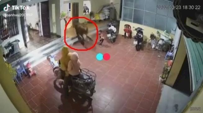 Bikin Heboh, Sapi Ngamuk Masuk ke Rumah