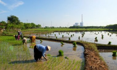 PLN Gandeng PT Sang Hyang Seri Olah Sekam Padi Jadi Bahan Bakar PLTU