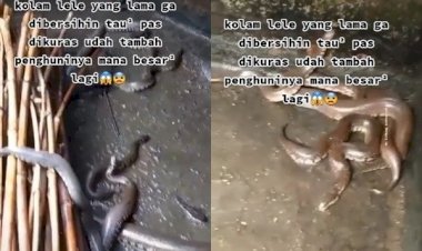 Viral Kolam Lele Lama Tak Dikuras, Pas Dilihat Bikin Kaget