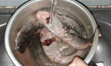 Ikuti Saran soal Makanan Direbus,  Ikannya Malah Berenang