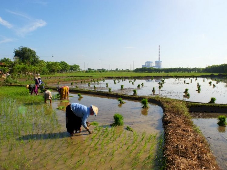 PLN Gandeng PT Sang Hyang Seri Olah Sekam Padi Jadi Bahan Bakar PLTU