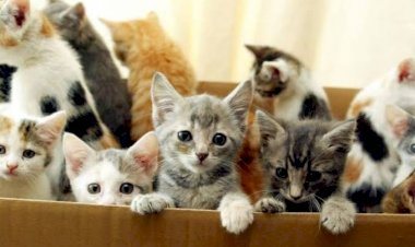 Viral, Siswi Bawa Kucing Banyak ke Kelas