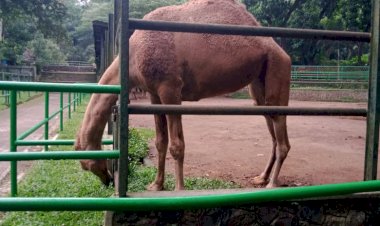 Antisipasi Pengunjung Lebaran, Bandung Zoo Siapkan...