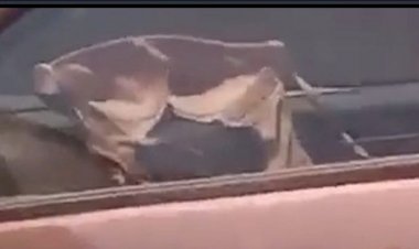 Pemudik Temukan Benda Tak Terduga di Dashboard Kendaraan Lain