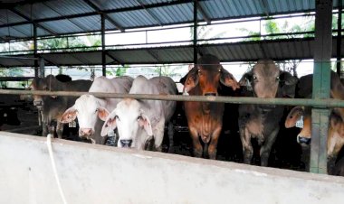Jabar Antisipasi Wabah Penyakit Mulut dan Kuku Hewan Ternak