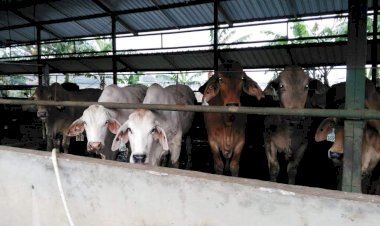 Hewan Ternak di 20 Wilayah Jabar Terjangkit Wabah PMK