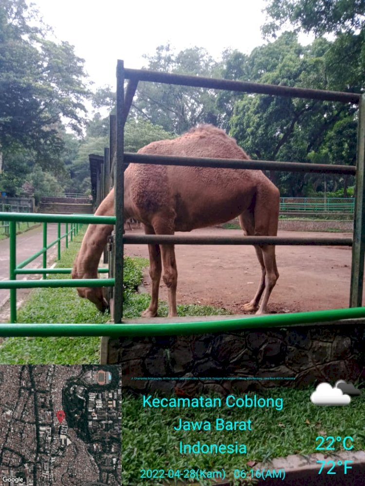 Antisipasi Pengunjung Lebaran, Bandung Zoo Siapkan...
