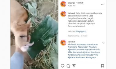 Viral, Anak Sapi Lahir Bermata Satu
