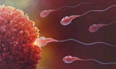Sperma Ini Dibandrol Rp70 Miliar