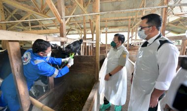 Vaksinasi PMK Hewan Ternak Jabar Dilakukan Tiga Tahap