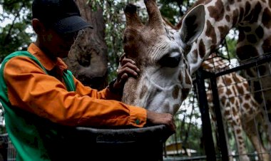 Mau Jadi Perawat Satwa Kebon Binatang Bandung? Cek Syaratnya!