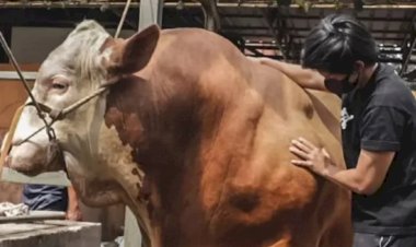 Jelang Idul Adha, Atta Halilintar Beli Sapi Berbobot 1,1 Ton