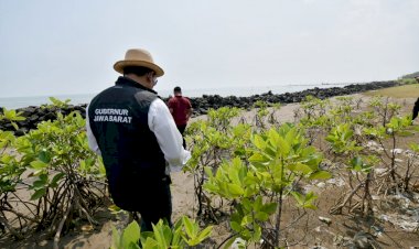Jabar Tanam Jutaan Bibit Mangrove di Pesisir Utara