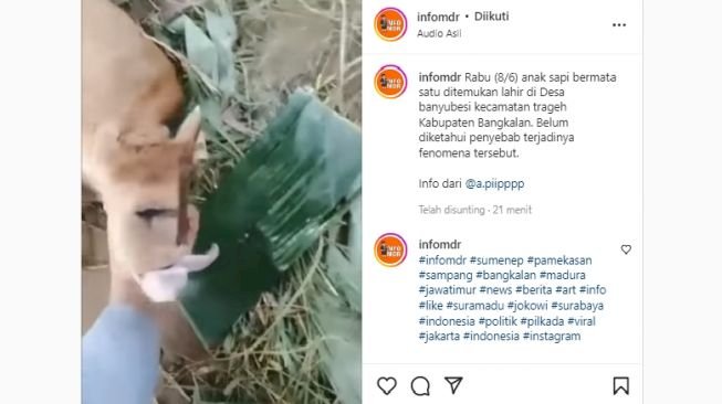 Viral, Anak Sapi Lahir Bermata Satu