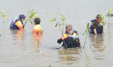 Bio Farma Tanam 1.000 Pohon Mangrove di Subang