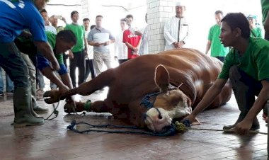 Sapi Kurban Jokowi Berbobot 1,4 Ton