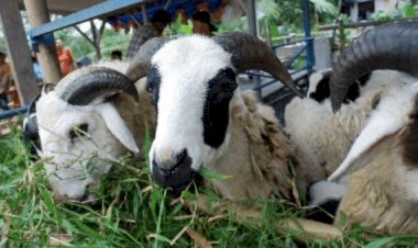 Satu Ekor Kambing Hewan Kurban Bisa untuk Satu Keluarga