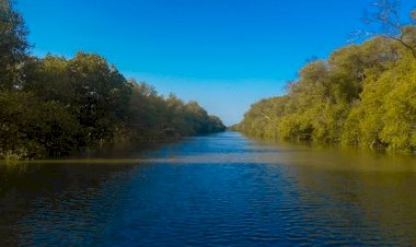 10 Ribu Bibit Pohon Mangrove Ditanam di Subang