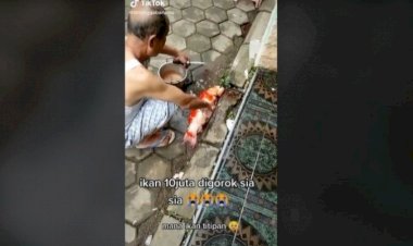 Dititipin Ikan Hias Puluhan Juta Malah Digoreng