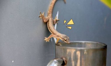 Cara Ampuh Mengusir Cicak