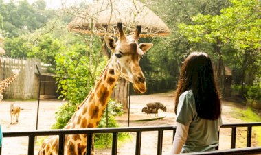 HUT RI ke-77, Tanggal Kelahiran Ini Gratis Masuk Bandung Zoo