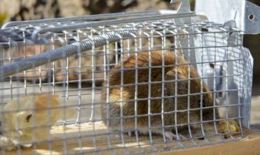 Tips Mengusir Tikus di Rumah dengan Mudah