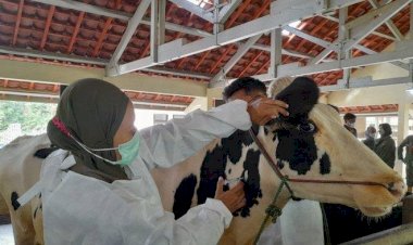 4.900 Hewan Ternak di Garut Sembuh PMK