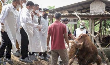 Pemerintah Harus Ganti Rugi Hewan Ternak Mati Karena Virus PMK