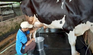 Catat! Dampak Buruk PMK Terhadap Sapi Perah