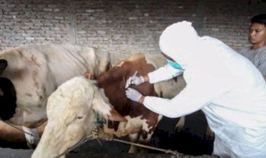 Cegah PMK, 200 Hewan Kurban di Bandung Divaksinasi