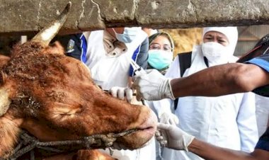 Akhir Kasus PMK di Jabar  Belum Bisa Diprediksi