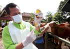 Cegah PMK, Hewan Ternak di Butuhkan Vitamin
