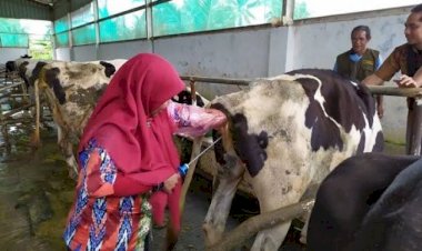 Selandia Baru Bakal Kenakan Pajak Kentut buat Peternak Sapi dan Domba