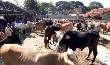 PMK Melandai, Pasar Hewan Tanjung Sari Kembali Dibuka