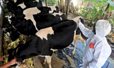 Di Kabupaten Garut Kasus Sembuh Wabah PMK Terus Bertambah