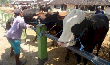 Begini Cara Pedagang Sapi Cirebon Cegah PMK