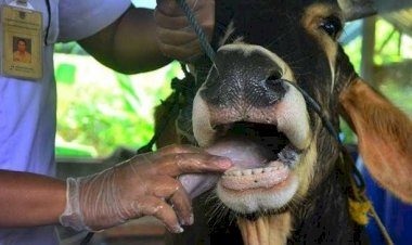 DKP3 Depok Tanggulangi PMK  Bisa Gunakan Obat Tradisional