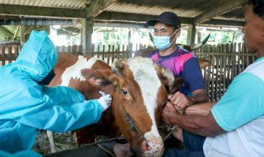 PMK Melandai, Pemkab Sumedang Targetkan 12.000 Akseptor Inssminasi Buatan