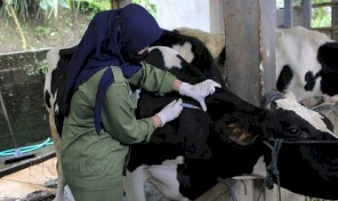 Cegah PMK, Kabupaten Bekasi Masih Butuh Tim  Kesehatan Hewan