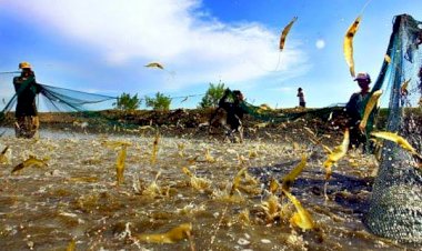 Petani Milenial Jawa Barat Panen Udang Vaname