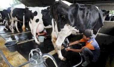 Bibit Sapi Perah Perlu Segera Direalisasikan