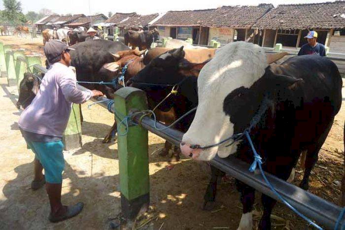 Begini Cara Pedagang Sapi Cirebon Cegah PMK