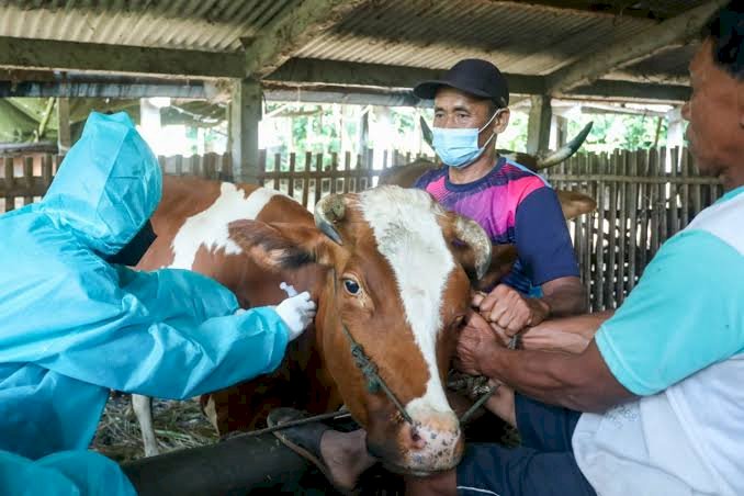 Ratusan Ekor Sapi di Kabupaten Bekasi Sudah di Vaksin