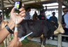 Pengobatan Hewan Ternak Akibat PMK Masih Minim