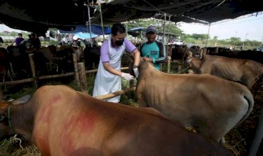 Pasca PMK Tak Ada Keluhan Pelaku Usaha Peternakan