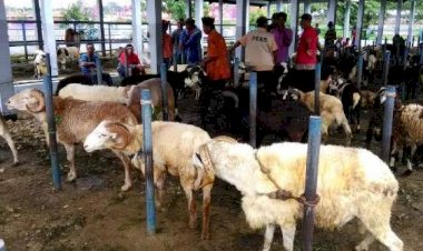 Bebas PMK, Pasar Hewan di Ciamis Mulai Beraktifitas