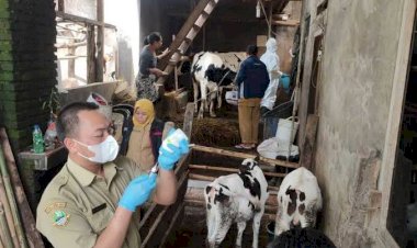 Pemerintah Pastikan Vaksinasi PMK Aman Bagi Ternak